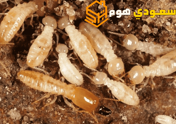 افضل شركة مكافحة النمل الابيض بالرياض